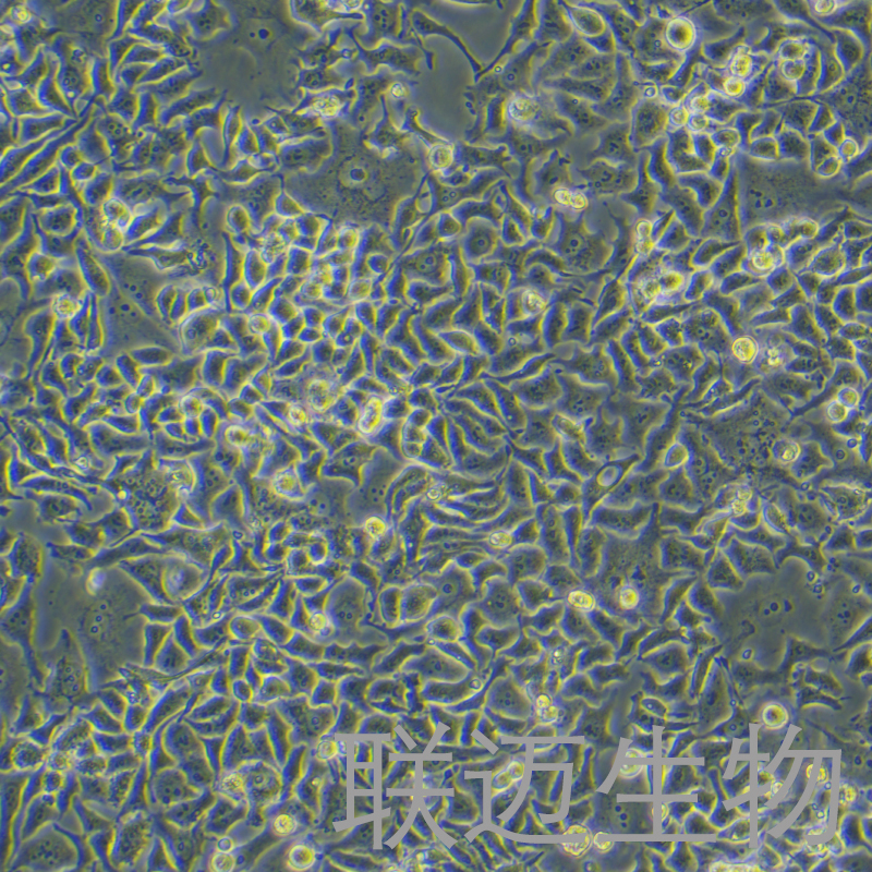 DMS-114细胞（小细胞肺癌细胞）LM8C0971