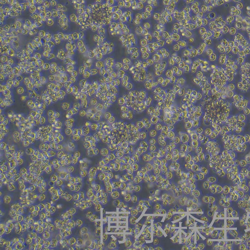 NOMO-1细胞（人白血病细胞）