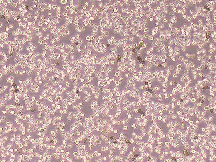 H4-II-E-C3 Cells大鼠肝癌细胞源头实验室保种