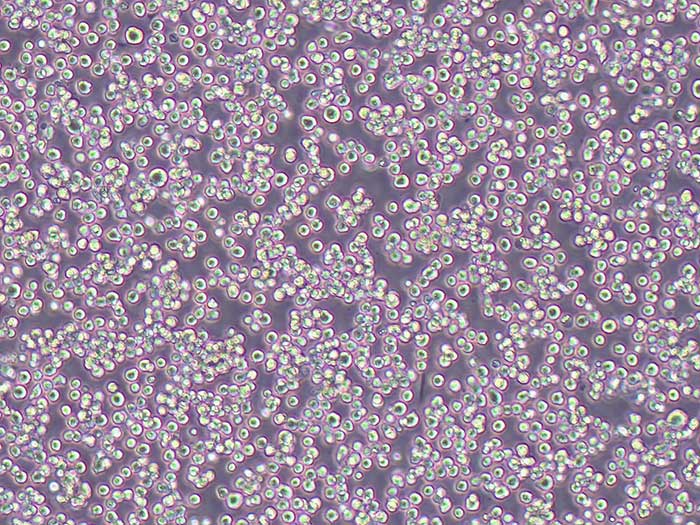 RBL-2H3 Cells大鼠嗜碱性细胞白血病细胞源头实验室保种