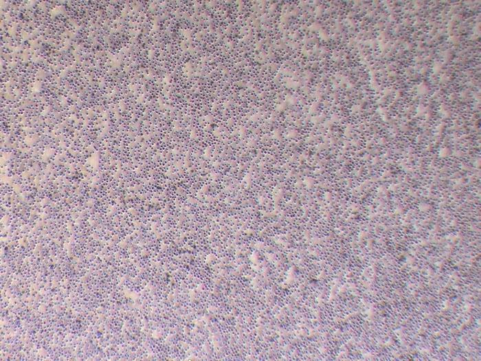 NRK-52E Cells大鼠肾细胞源头实验室保种