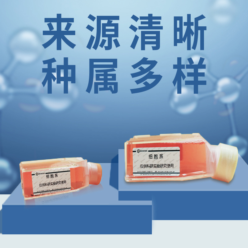 UACC-2727细胞（人黑色素瘤细胞）