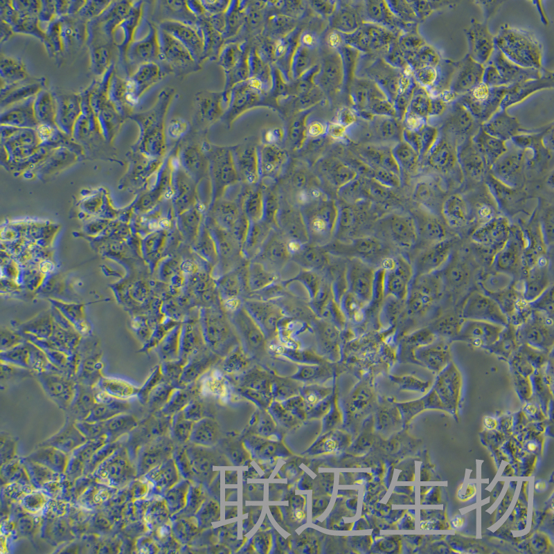 VSC4.1细胞（大鼠脊髓前角运动神经元瘤） LM8C1036
