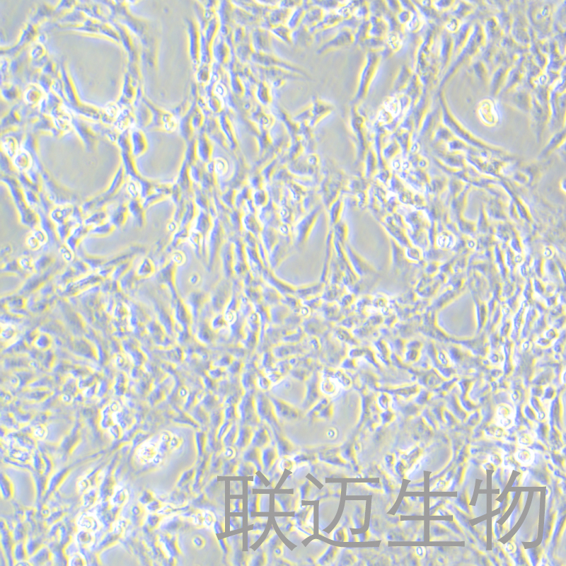 CTX-TNA2细胞（大鼠脑星形胶质细胞）LM8C1034
