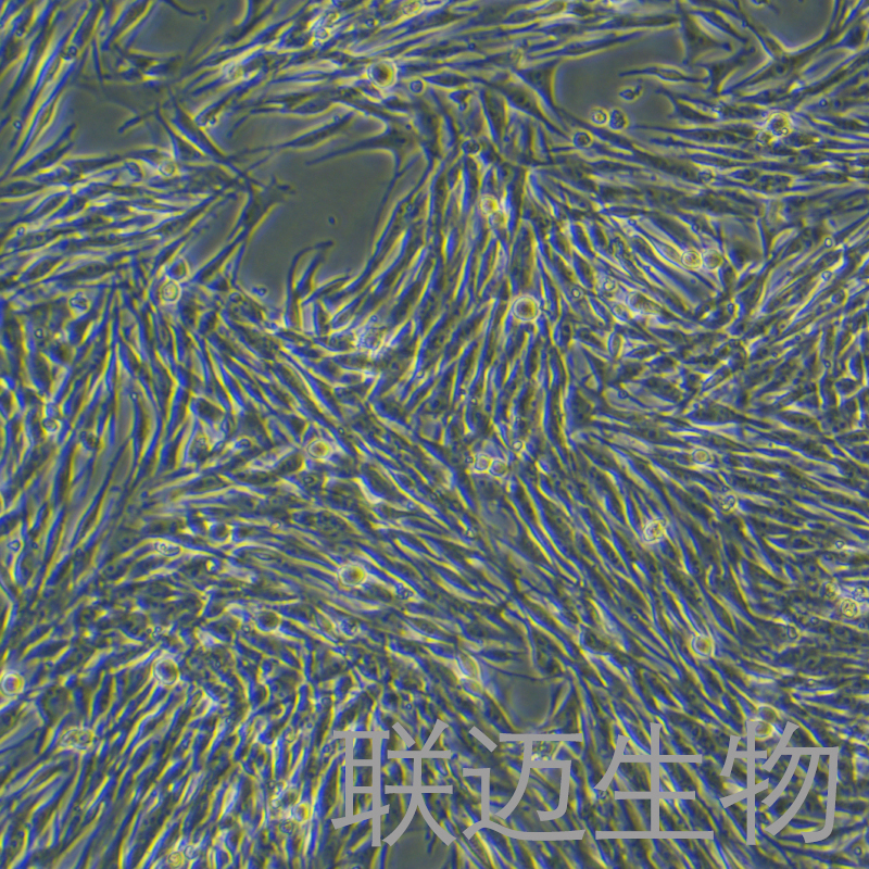 MeWo细胞（恶性黑色素瘤细胞）LM8C1029