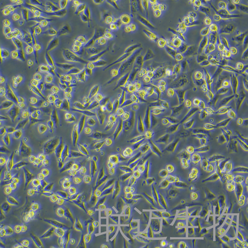 HS-5细胞（骨髓基质细胞）LM8C1026
