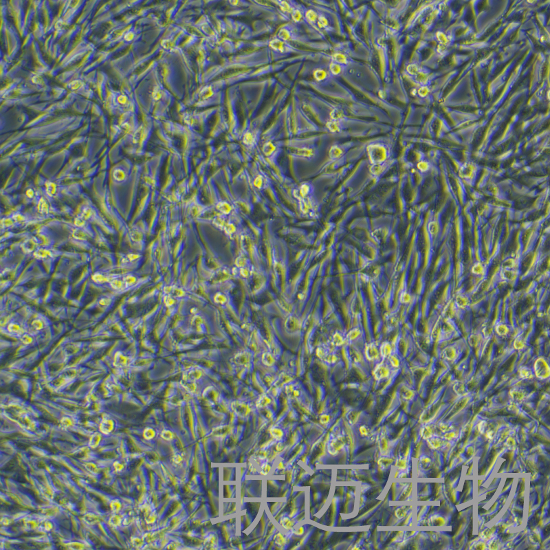 OCM 1A细胞（眼膜络黑色素瘤细胞）LM8C1024