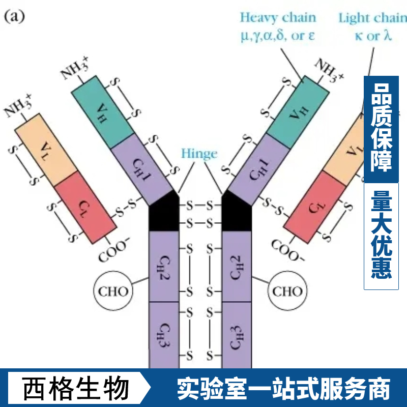 过氧化物酶体增殖物激活受体γ辅激活子1α抗体