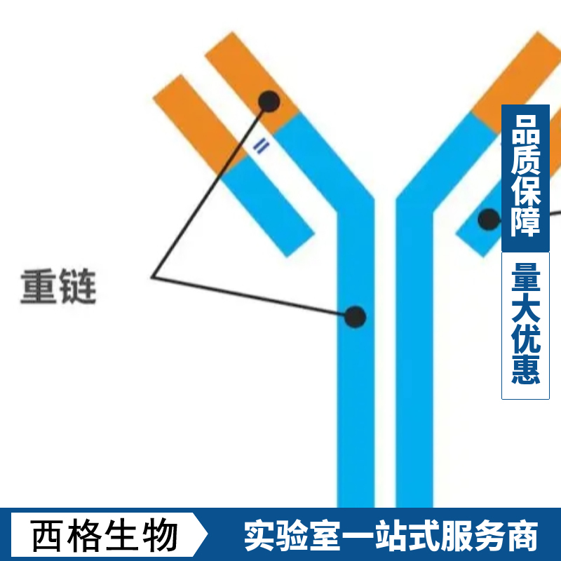 端粒体复制结合因子1抗体