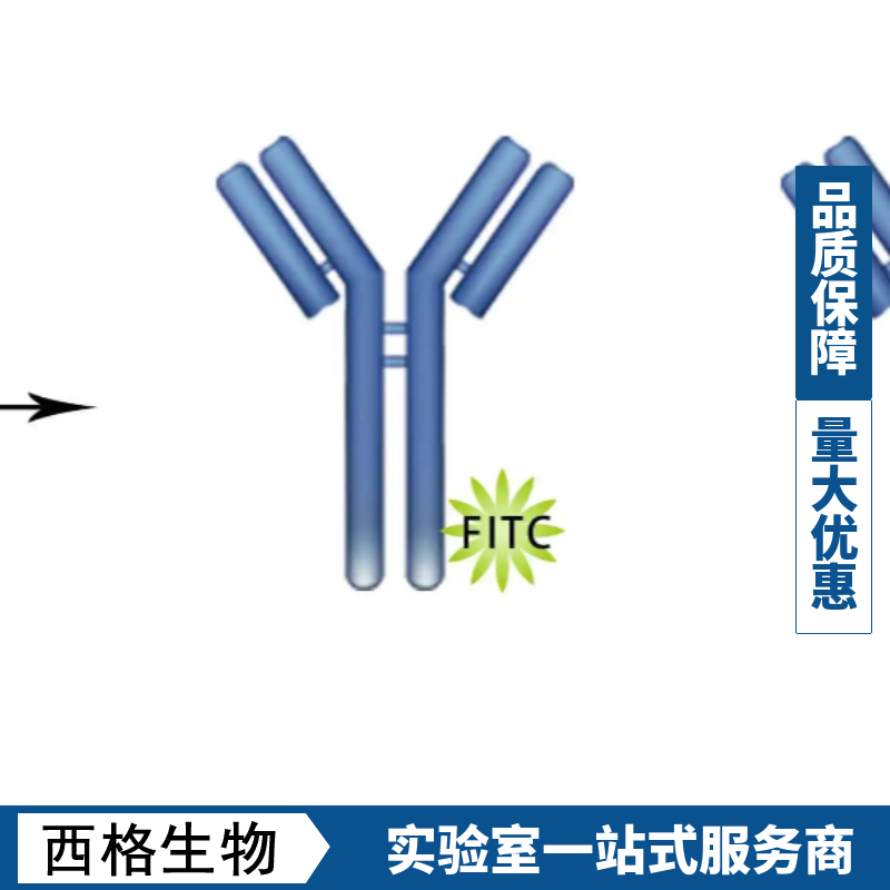 泛素蛋白单克隆抗体