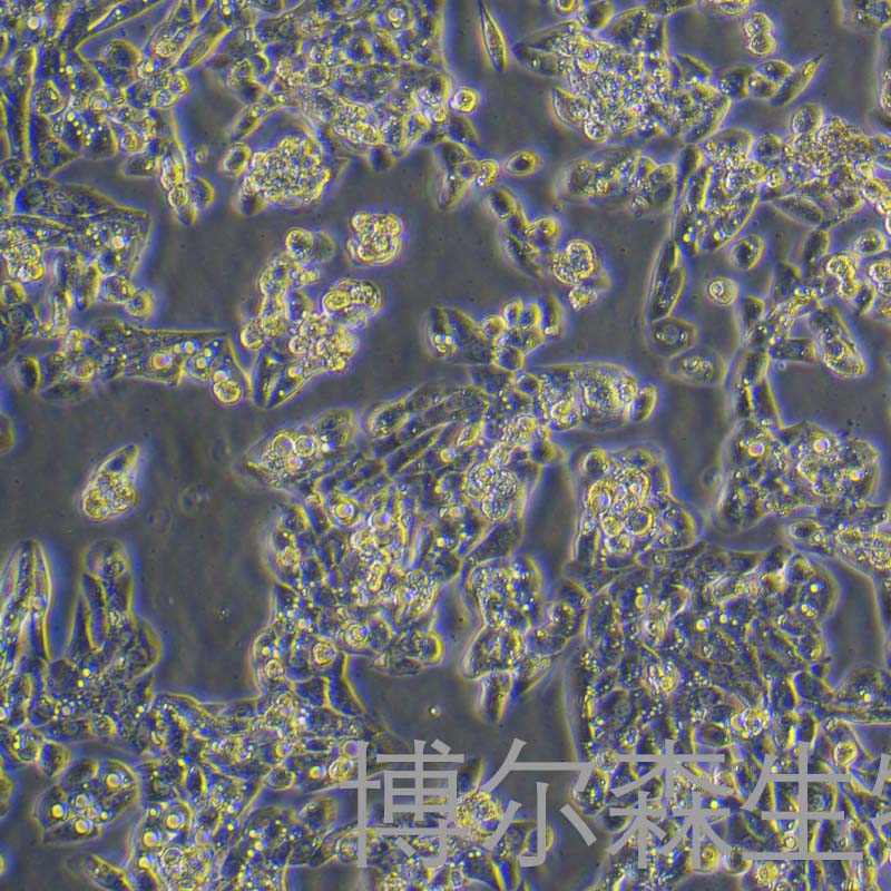 MLTC-1-LUC细胞（小鼠睾丸间质细胞瘤细胞-荧光素酶标记）