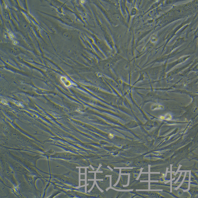 Hs888Lu细胞（肺成纤维细胞）LM8C0996