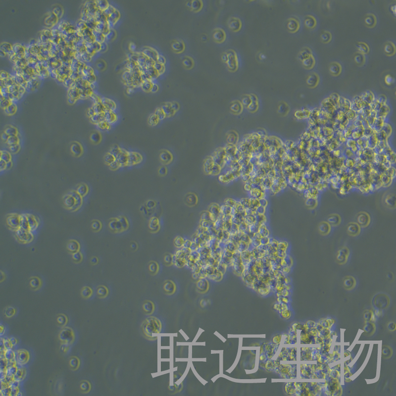 NCI-H146细胞（小细胞肺癌细胞）LM8C1019