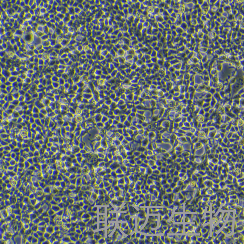 Plat-E细胞（逆转录病毒包装细胞? 293亚型）LM8C1041