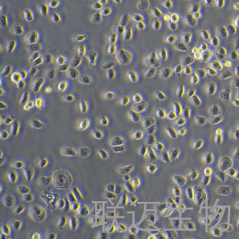 HSC-3细胞（口腔鳞状癌细胞）LM8C1043