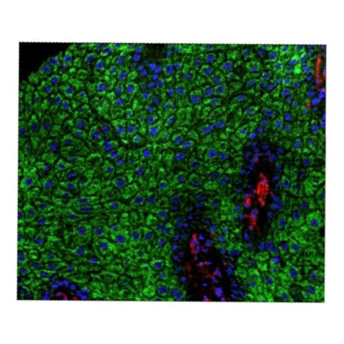 MALDI-ToF 基质辅助激光解吸电离质谱仪