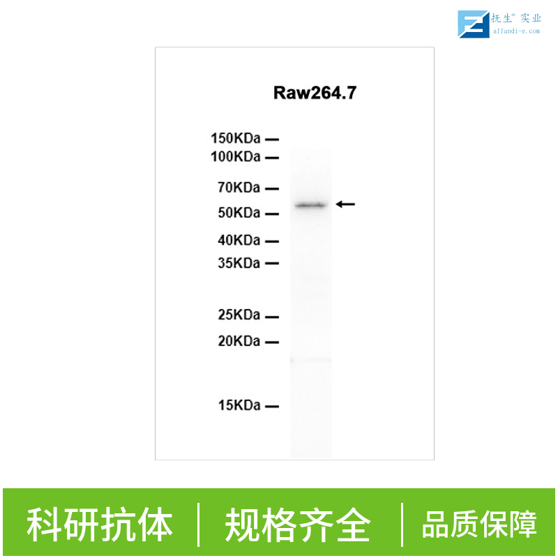 MYC启动子结合蛋白1抗体