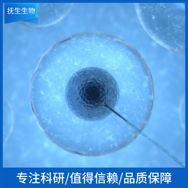 人甲状腺癌细胞；ARO (STR)