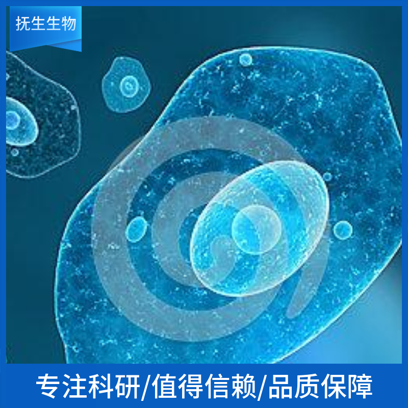 人卵巢上皮细胞癌细胞；OV-1063 (STR)