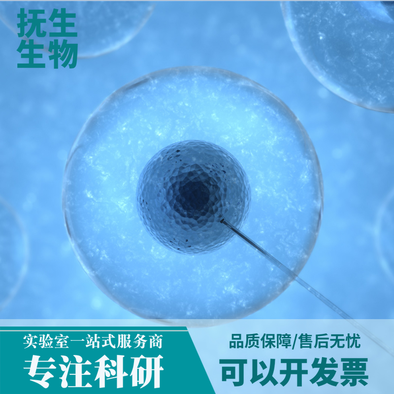 人胚肾细胞；293T/17 (STR)