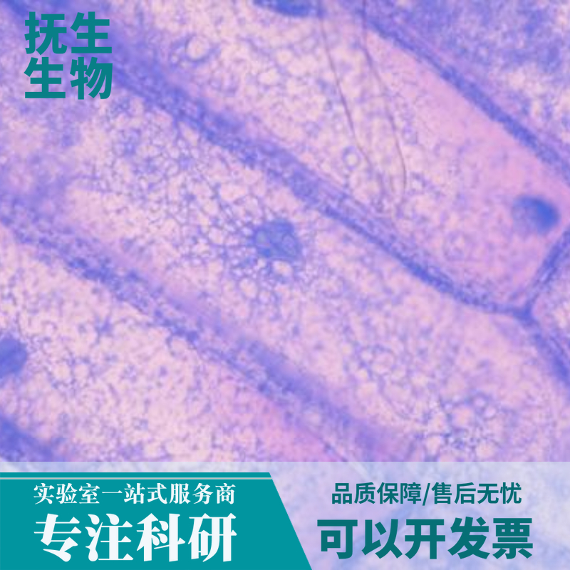 SK-MEL-1人黑素瘤细胞