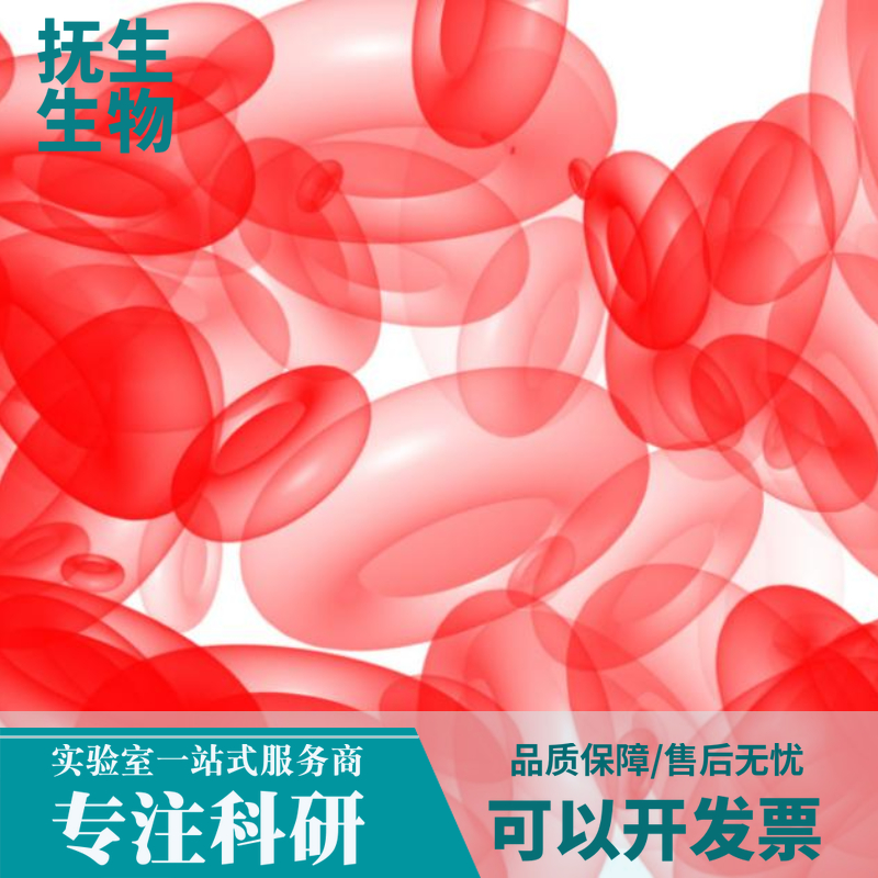 RPMI-7951（人恶性黑色素瘤细胞）