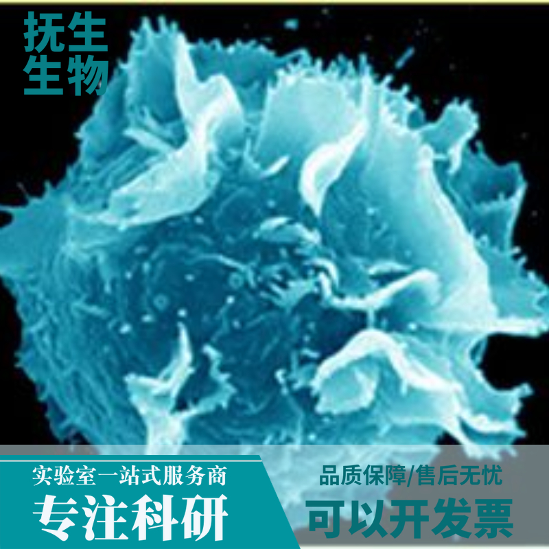 OE-33人食管癌细胞