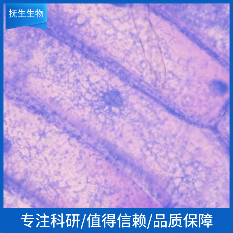 MeWo人黑素瘤细胞