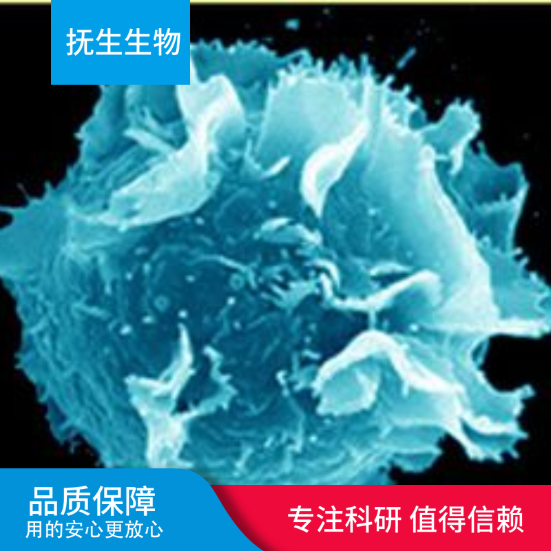 NCI-H2122人非小细胞肺癌细胞