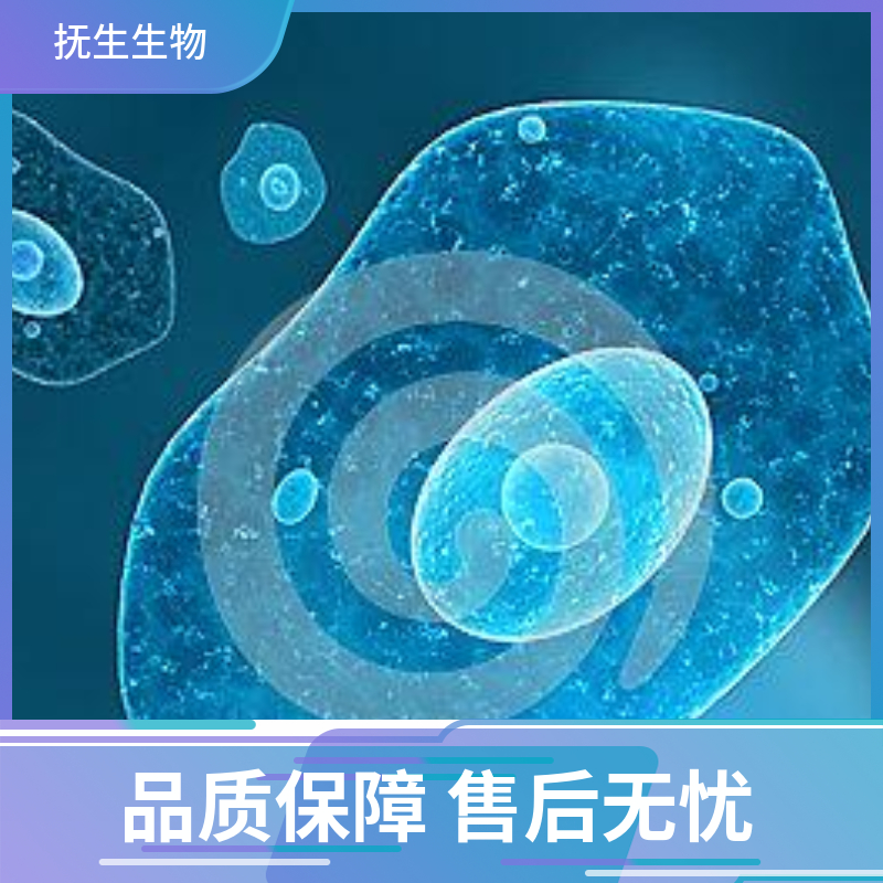 NCI-H460人非小细胞肺癌细胞