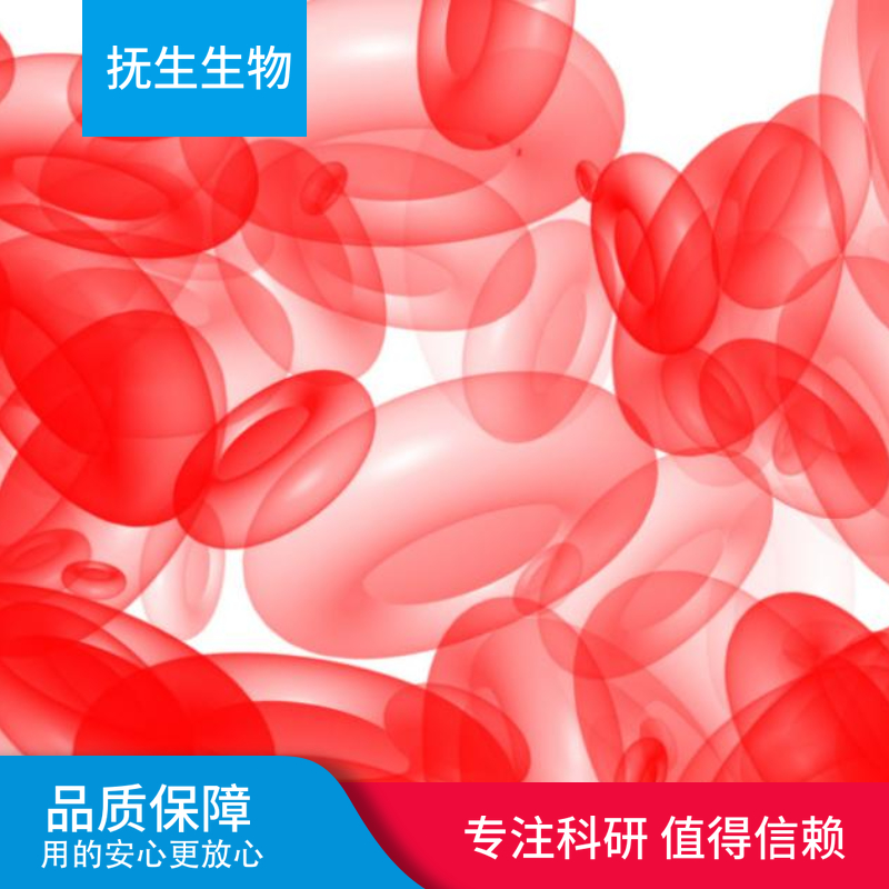 OVCAR-8人卵巢癌腺癌细胞