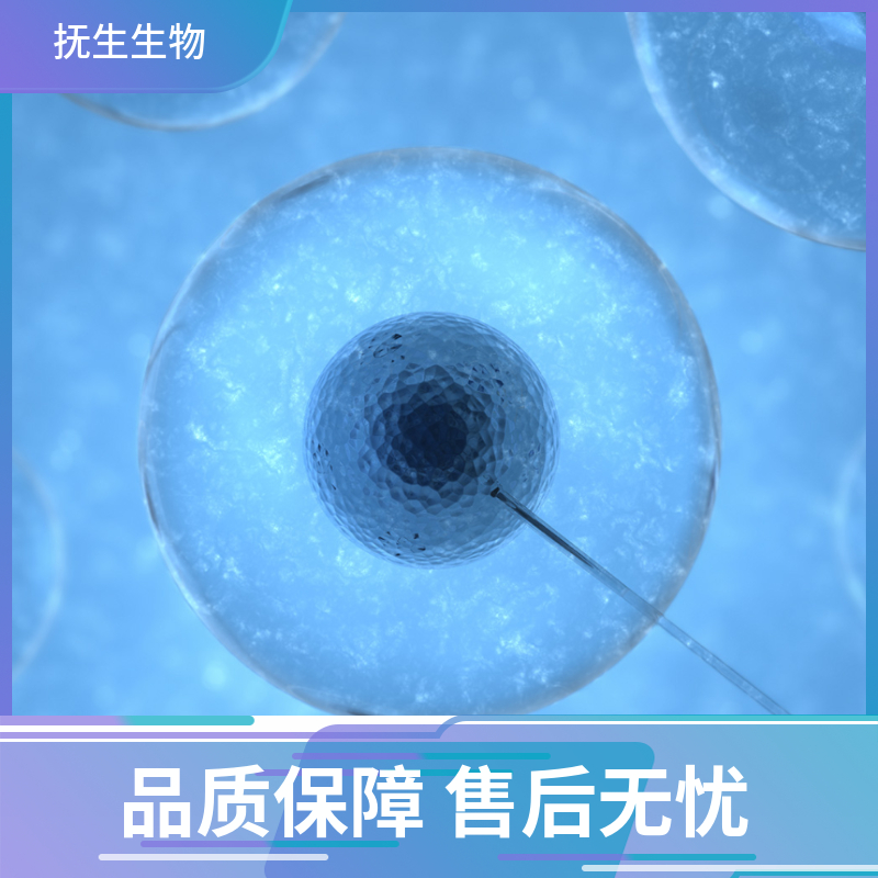 人大脑内皮细胞；HBEC-5i