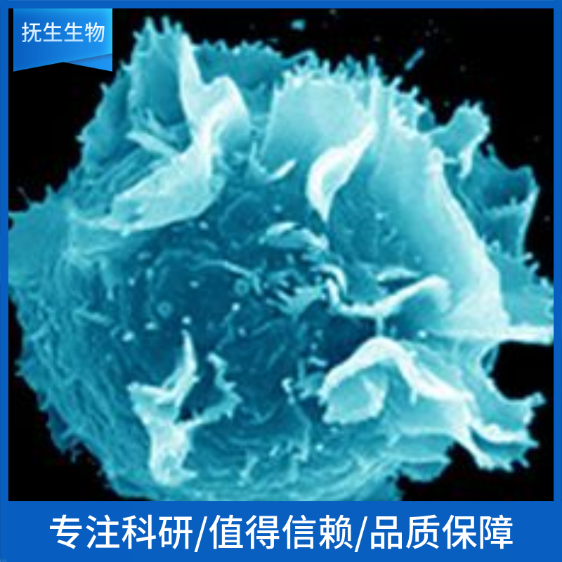 人少突胶质细胞；MO3.13 (STR)