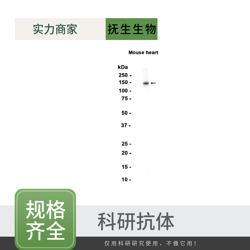 α型-过氧化酶活化增生受体抗体