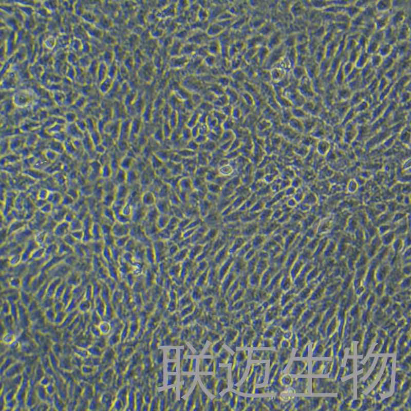 NRK-49F细胞（大鼠肾细胞正常）LM8C1053