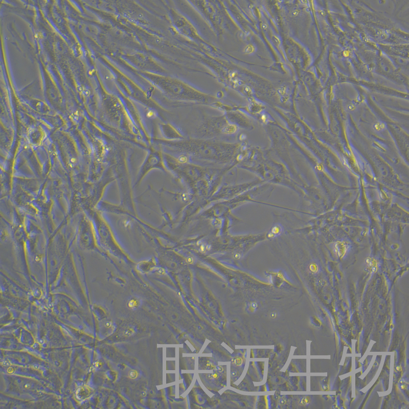 HGF1细胞（牙龈成纤维细胞 有限细胞系）LM8C1055