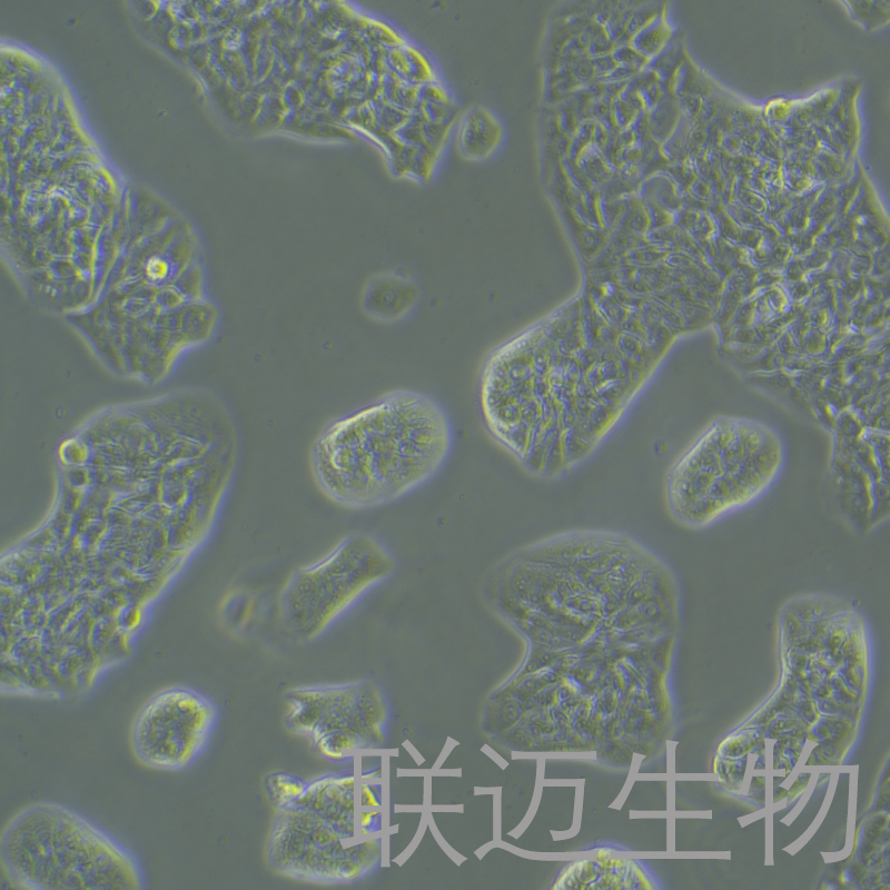 LC-2/AD细胞（肺癌腺癌细胞）LM8C1039