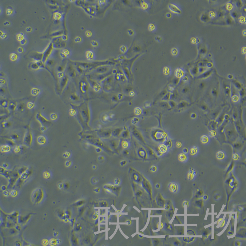 LLC-PK1细胞（猪肾细胞）LM8C1228