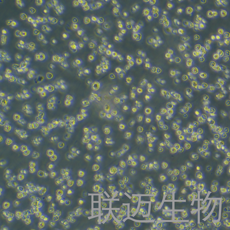 OCI-AML3细胞（急性骨髓性白血病细胞）LM8C1229