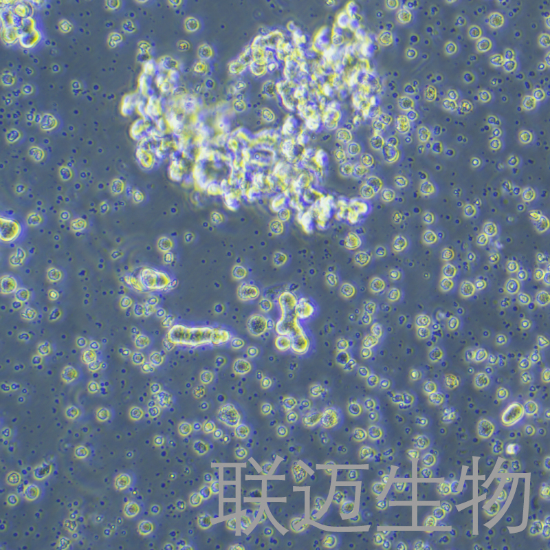 DU4475细胞（乳腺上皮细胞）LM8C1101