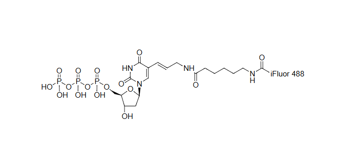 iFluor 488-dUTP，iFluor488-脱氧尿苷三磷酸