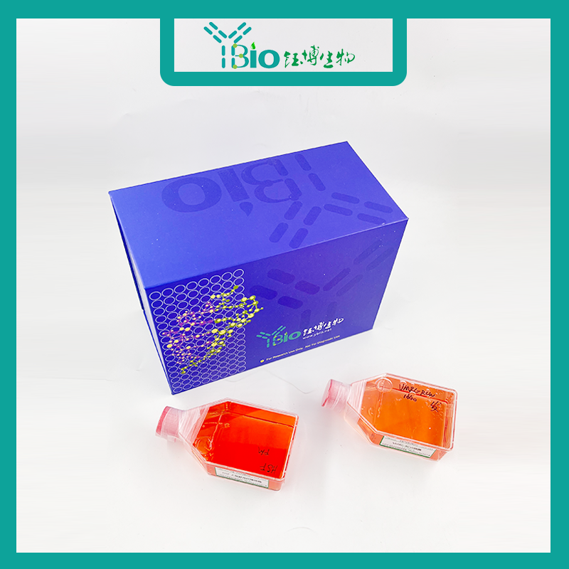 NIC-H1975-GFP（人肺腺癌细胞-绿色荧光标记）YB-71298HC-G