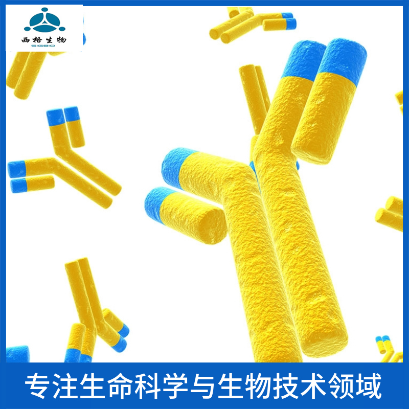 紧密连接蛋白1抗体