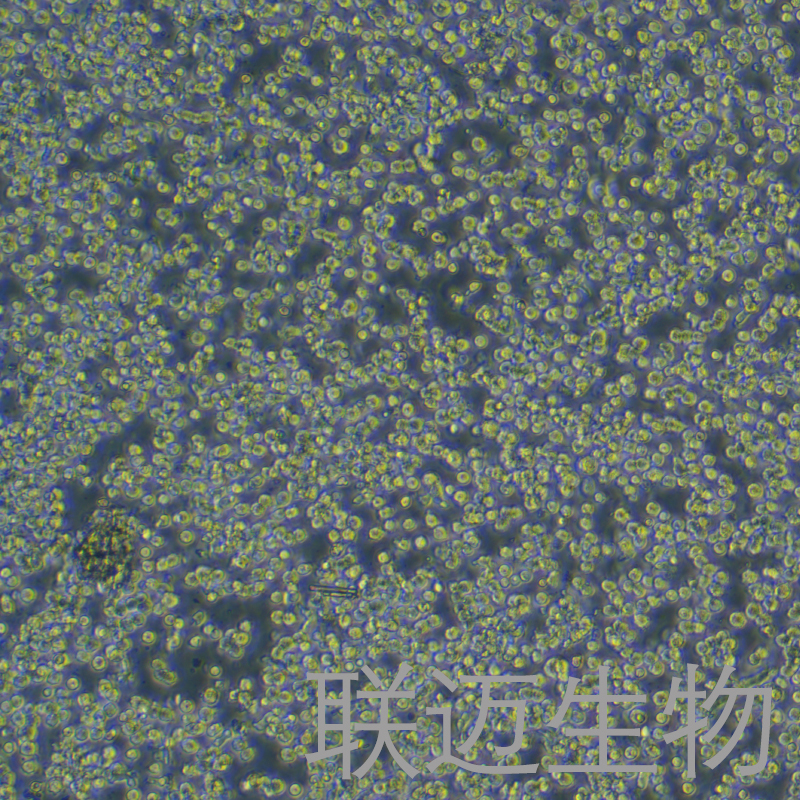 EOL-1细胞（嗜酸性粒细胞白血病细胞株）LM8C1084