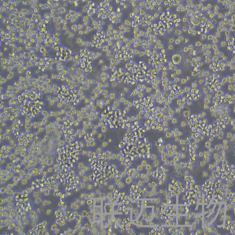 U2932细胞（B细胞淋巴瘤）LM8C1244