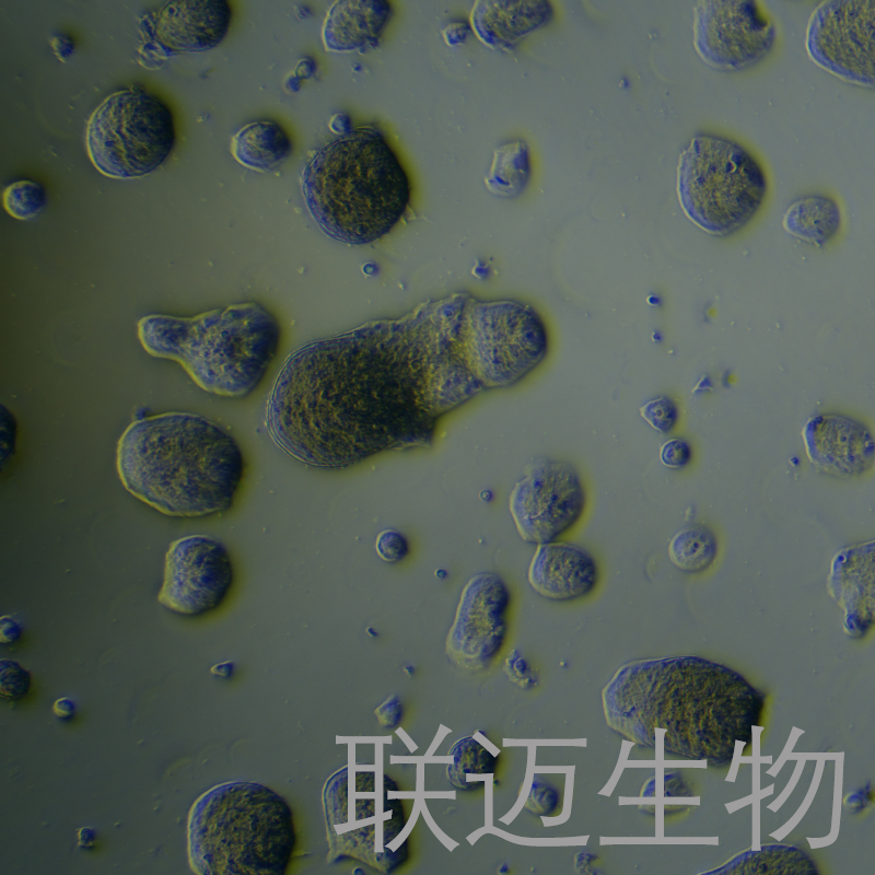 HT55细胞（结肠癌细胞）LM8C1106