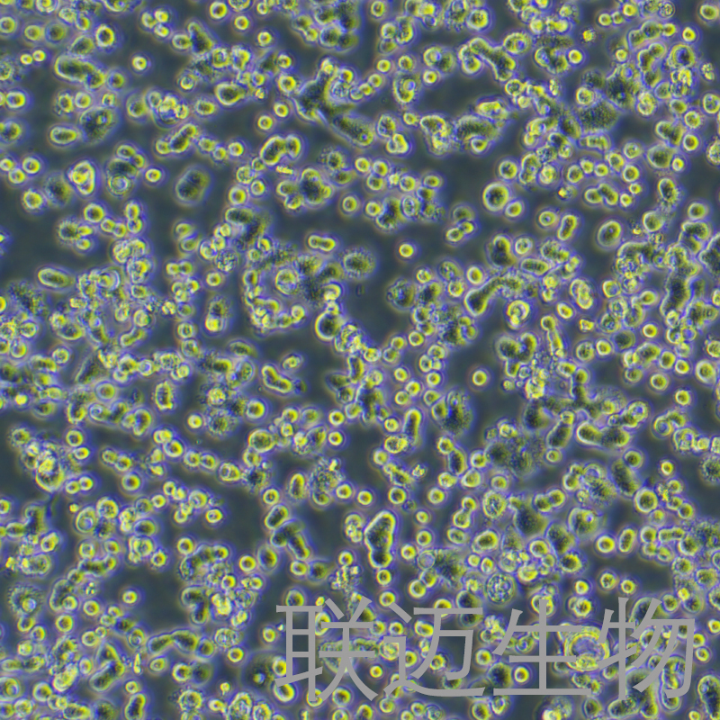 COLO 678细胞（结肠癌细胞）LM8C1138