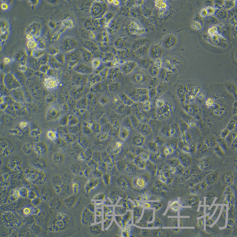 A253细胞（颌下腺鳞癌细胞）LM8C1132