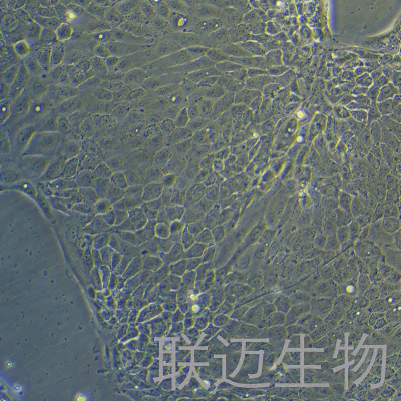 Capan-2细胞（胰腺癌细胞）LM8C1166