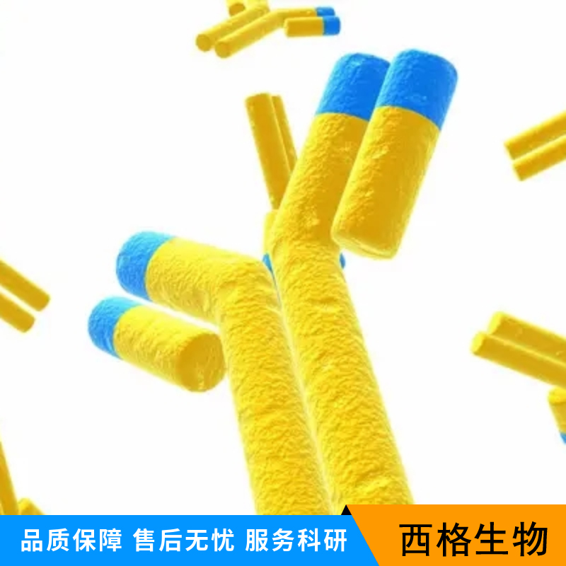 葡萄糖调节蛋白78/热休克蛋白70蛋白5抗体